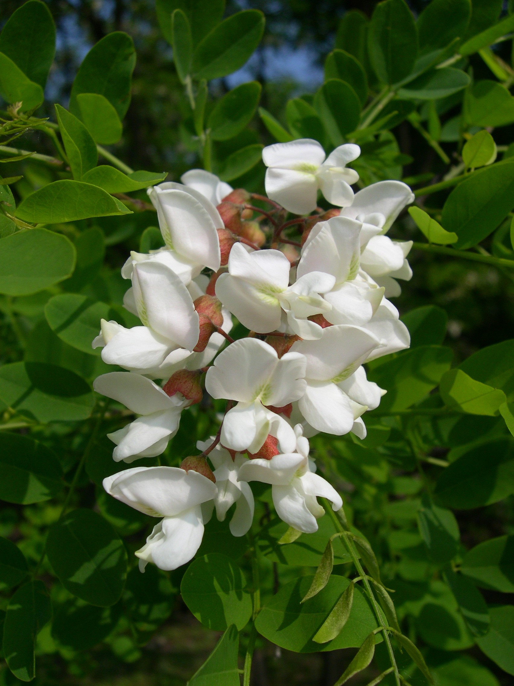 Rozkvitnutý Agát biely (Robinia pseudoacacia)
