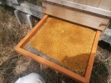 Sušený včelí peľ 230g - PET obal - macko s klobúkom
