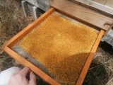 Sušený včelí peľ 450g - sklenený pohár