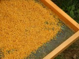 Sušený včelí peľ 1000 g